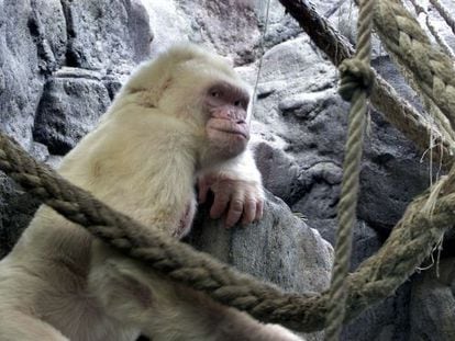 Barcelona Zoo&rsquo;s famous albino gorilla Snowflake, known as Copito de Nieve in Spanish. 