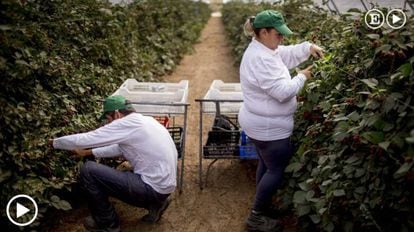 Two workers pick blackberries in Lucena del Puerto, a town in Huelva.