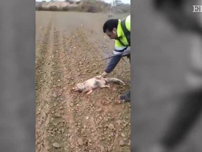 VIEWER DISCRETION ADVISED: Hunter tortures and kills fox.