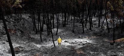 A firefighter assesses the damage from the blaze in the hills around Yeste.