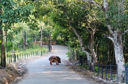 A hippo wanders down the road of Pablo Escobar's Hacienda Napoles; December 2017.