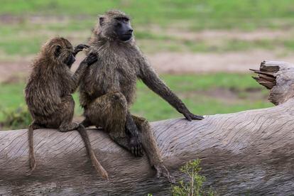 Baboons grooming