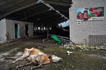 Dead livestock remain on the farm months after Russian shelling devastated the herds. 