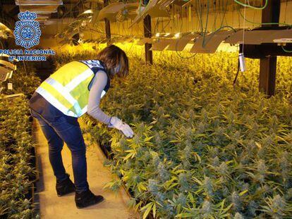 A marijuana plantation discovered in a Lleida warehouse in March.