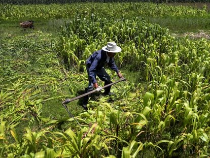 A small grain farmer cuts corn plants on his farm at La Constitucion Totoltepec neighborhood, in Toluca, Mexico, August 3, 2022.