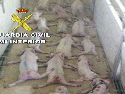 Two youths crush piglets to death in southern Spain