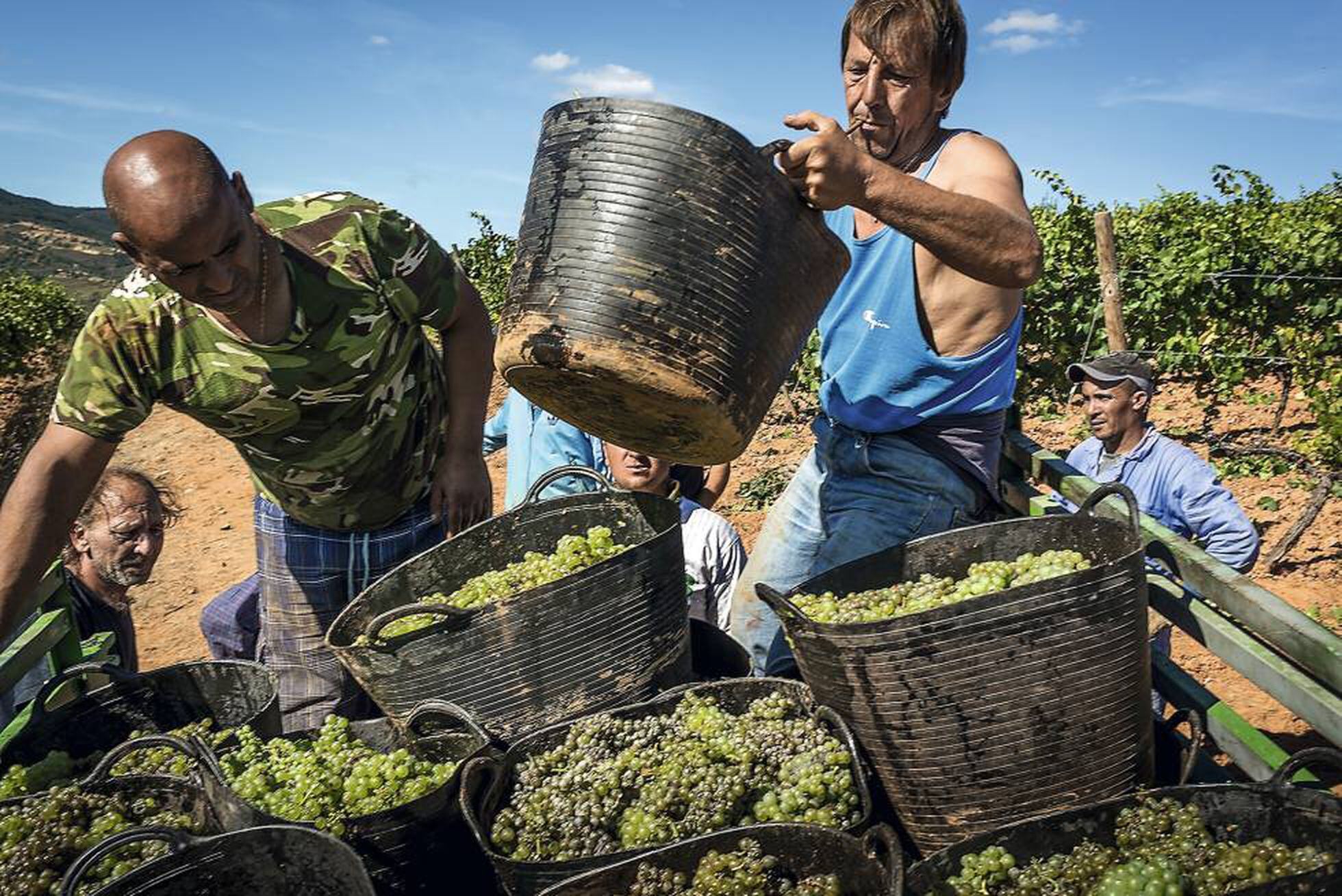 Wine Harvest Georgia. Money Vineyard. Harvest time around the World. Late Harvest Wine.