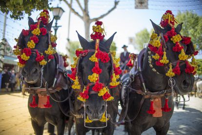 People aren’t the only ones dressed for the occasion; horses and mules are draped in bright and colorful ornaments and trimmings.