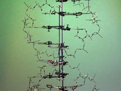 Replica of the original model created by Francis Crick and James Watson to deduce the double helix structure of DNA. 