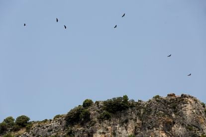 Eagles flying in the Sierra de las Nieves natural park.