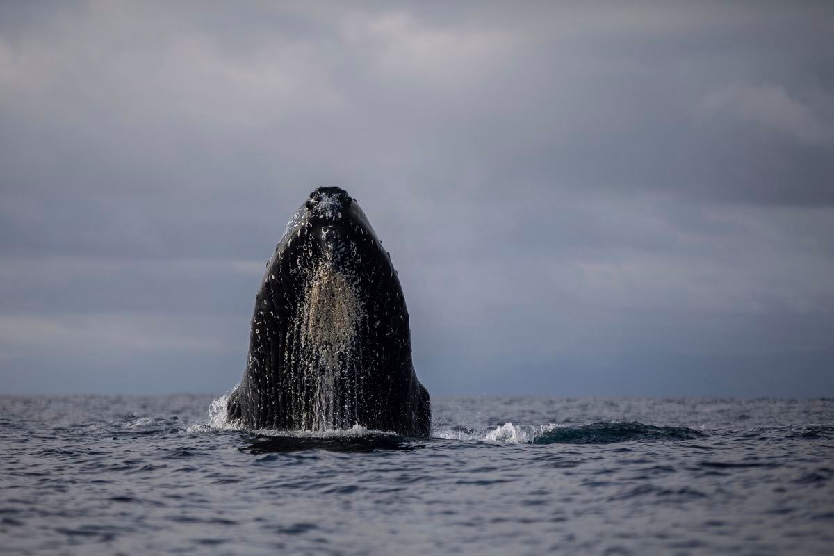 Whales and dolphins in American waters are losing food and habitat to