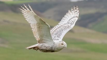 One of the snowy owls that showed up in Cabo Peñas (Asturias).
