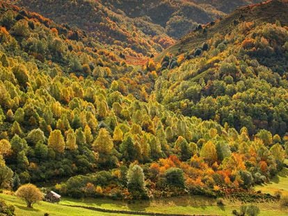 Autumn colors in the Fuentes del Narcea natural park in Degaña and Ibias, Asturias.