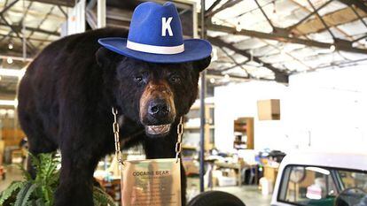 Pablo Eskobear or Cocaine Bear at the Kentucky store where it's on display