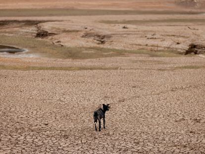 A dog walks on parched ground at La Regadera reservoir in Bogotá, Colombia, January 31, 2024.