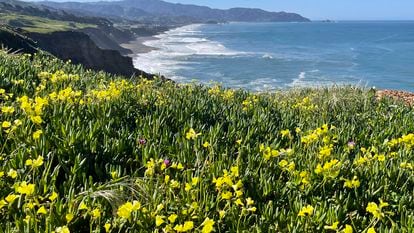 Overlooking the Pacific Ocean, flowers bloom in Mussel Rock Park in Daly City, Calif., Monday, April 1, 2024.