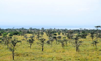 The dominant landscape in the Ol Pajete reserve in Kenya is savanna dotted with acacias such as whistling thorns, which accounts for up to 90% of the forest cover.  