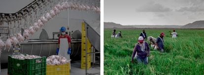 A chicken slaughterhouse and rice plantations farmed by irregular Mexican migrants.