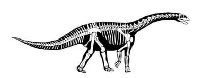 Digital reconstruction of the dinosaur.