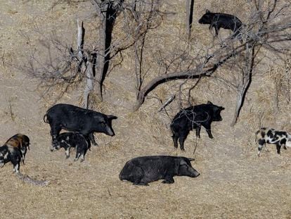 In this Feb. 18, 2009 file photo, feral pigs roam near a Mertzon, Texas ranch.