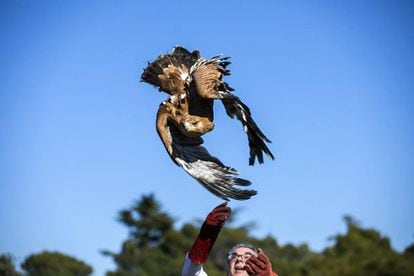 Madrid environment chief Carlos izquierdo releases an imperial eagle in Galapagar.
