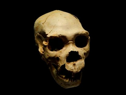 A 'Homo heidelbergensis' skull in Atapuerca, Spain. 'Homo heidelbergensis' is the species that may have emerged from the demographic bottleneck.