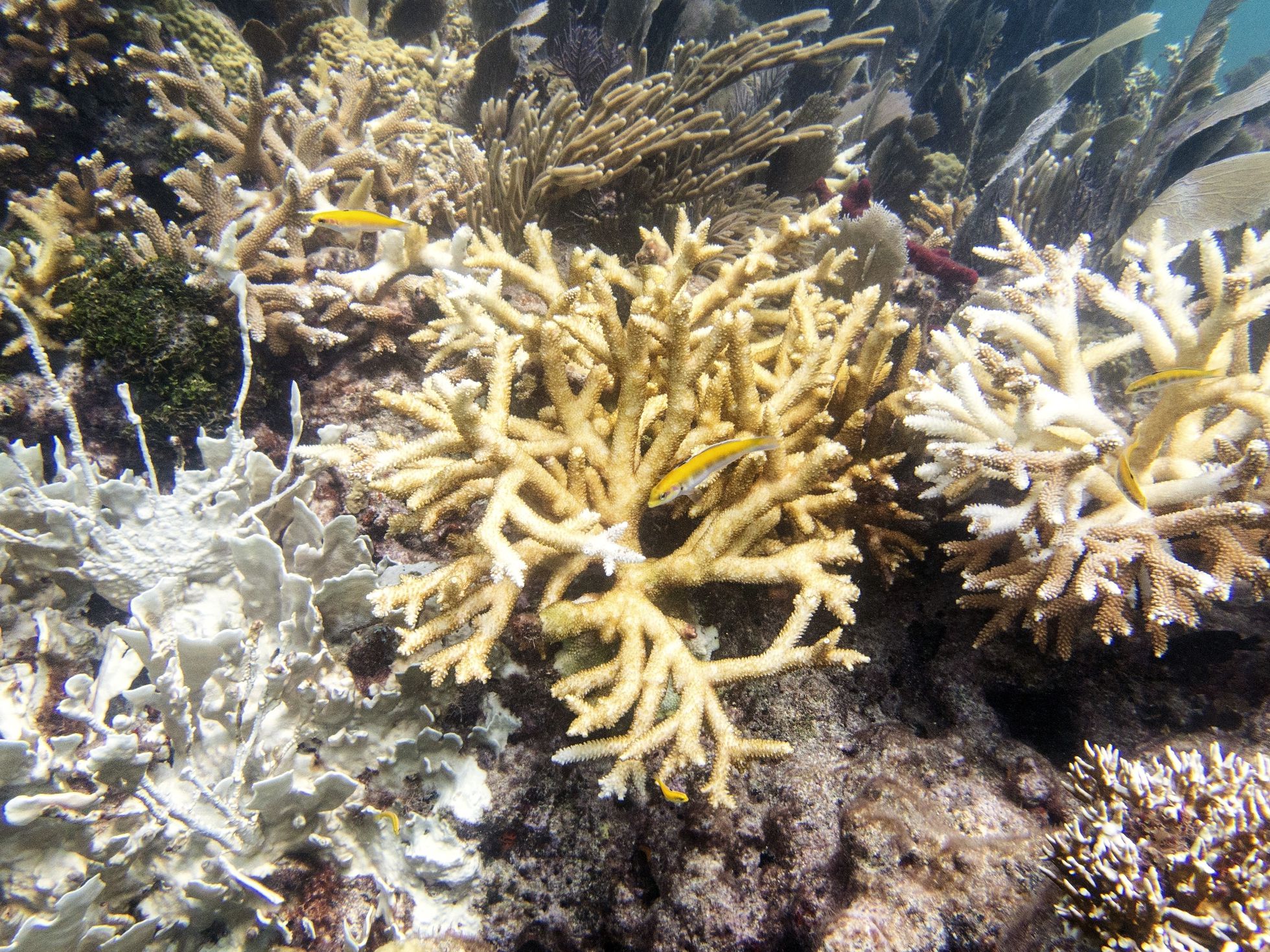 Scientists: Florida Keys coral reefs are already bleaching as water