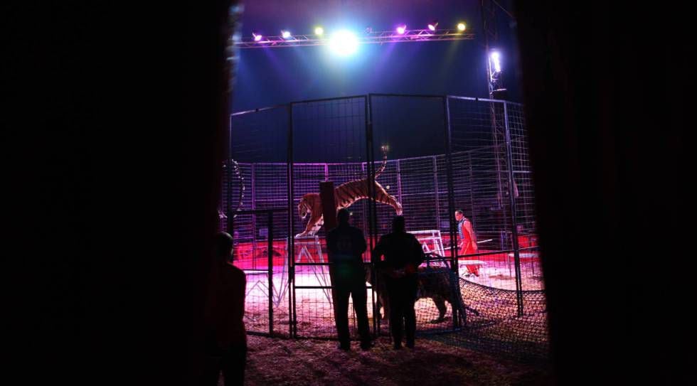 A performance at Circus Gottani.