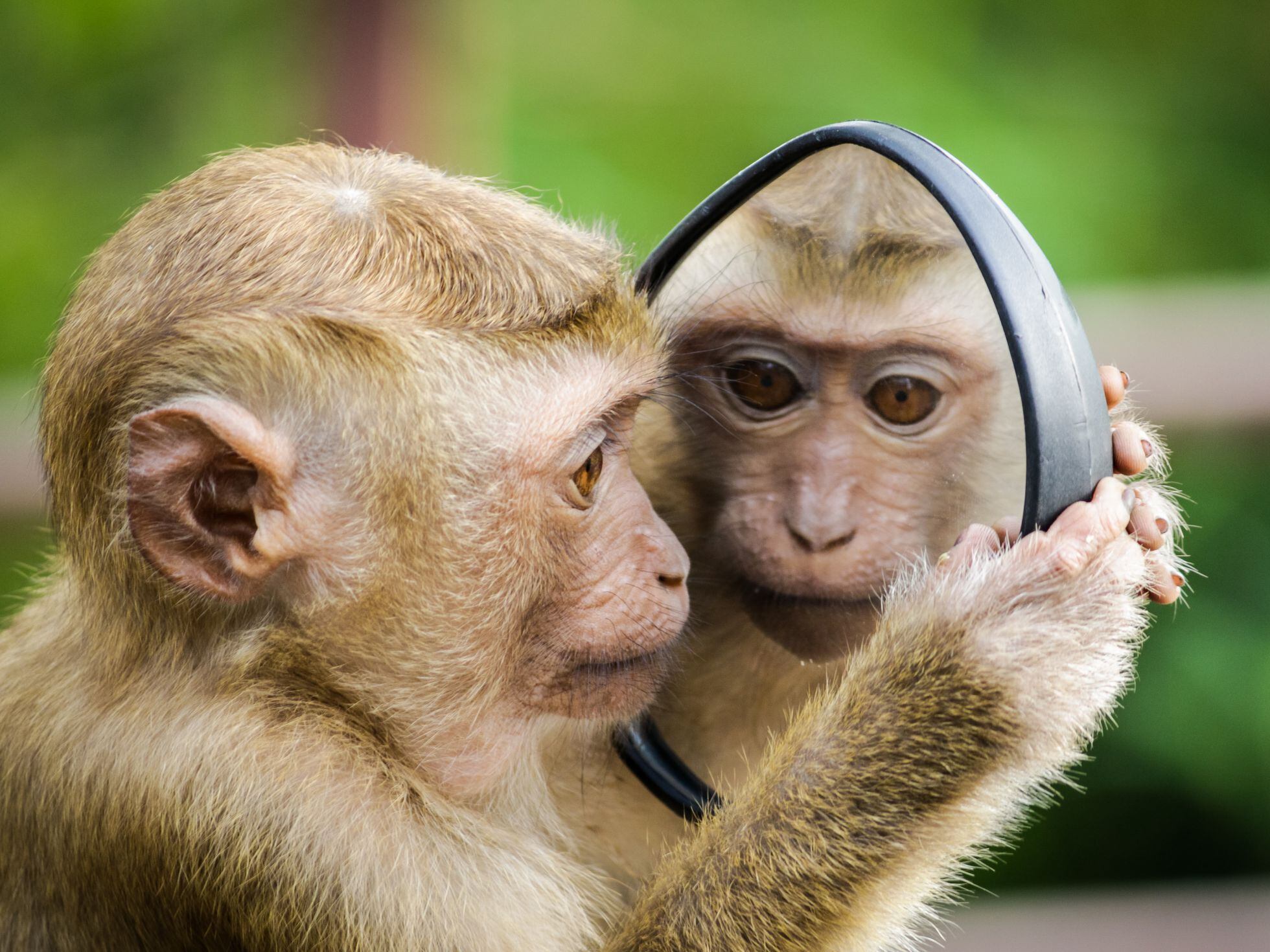 can a dog recognise itself in a mirror