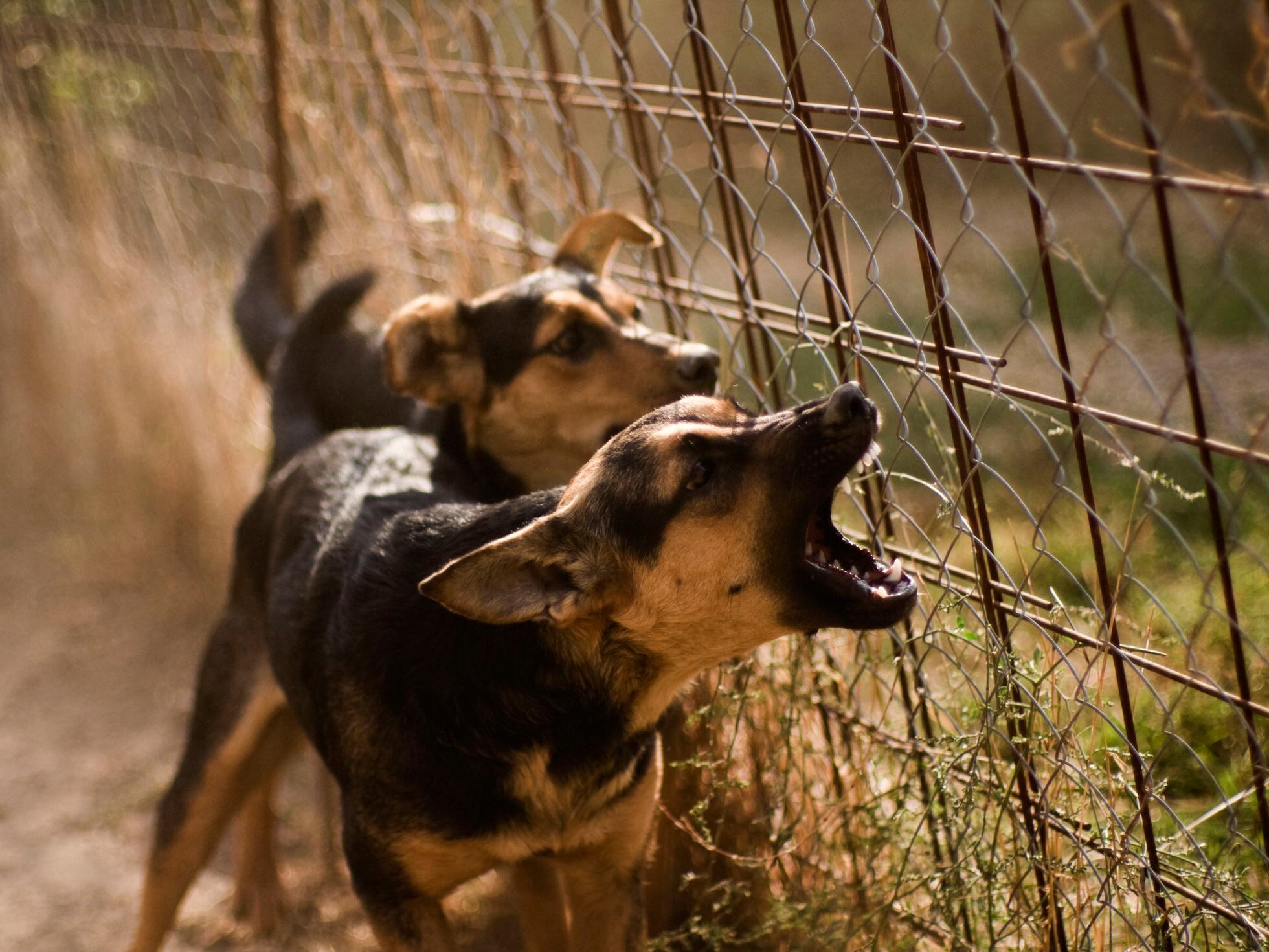 Cage aggression clearance in dogs