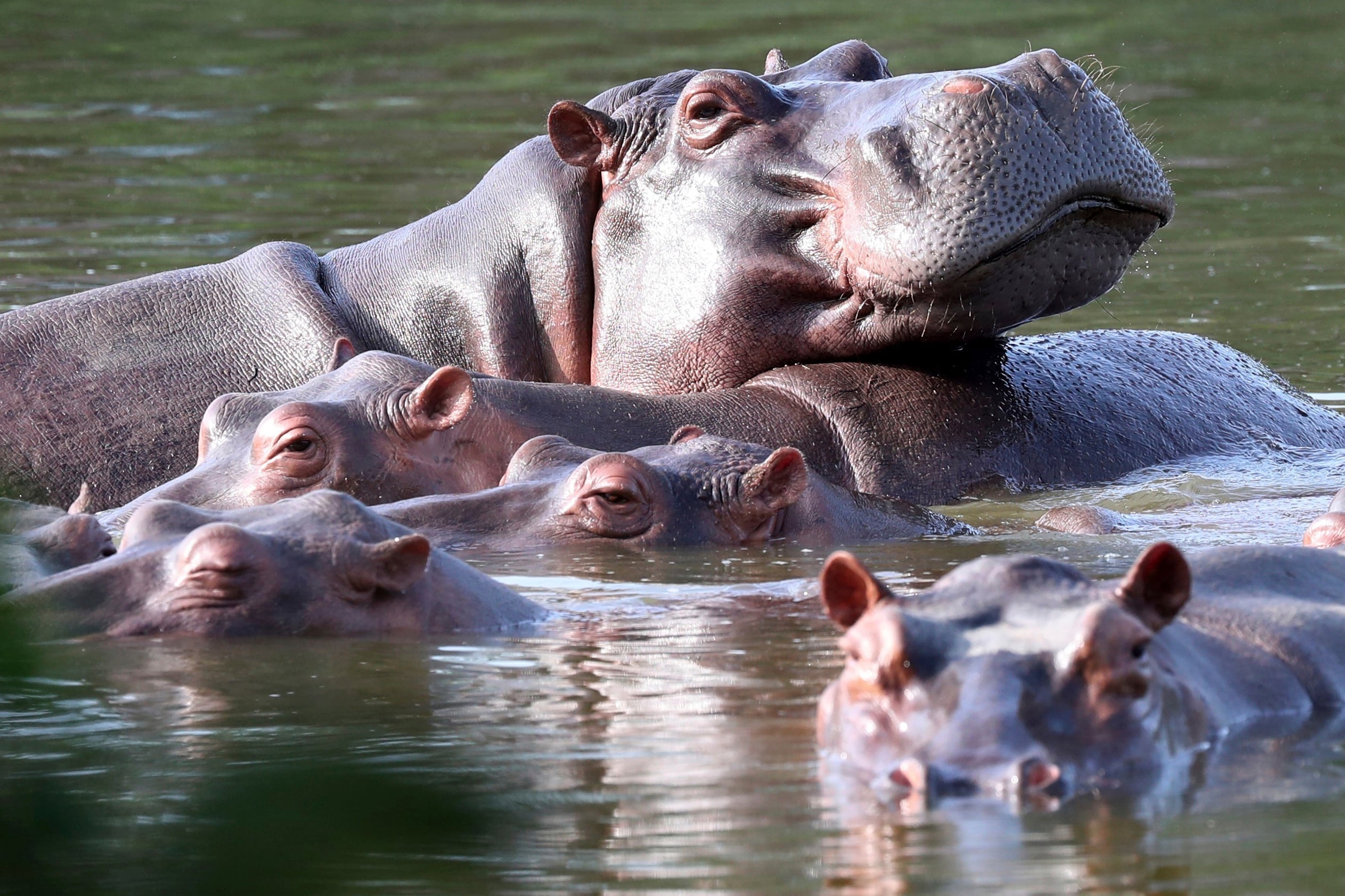 Colombia authorizes the use of euthanasia to stop the spread of Pablo Escobar’s hippos