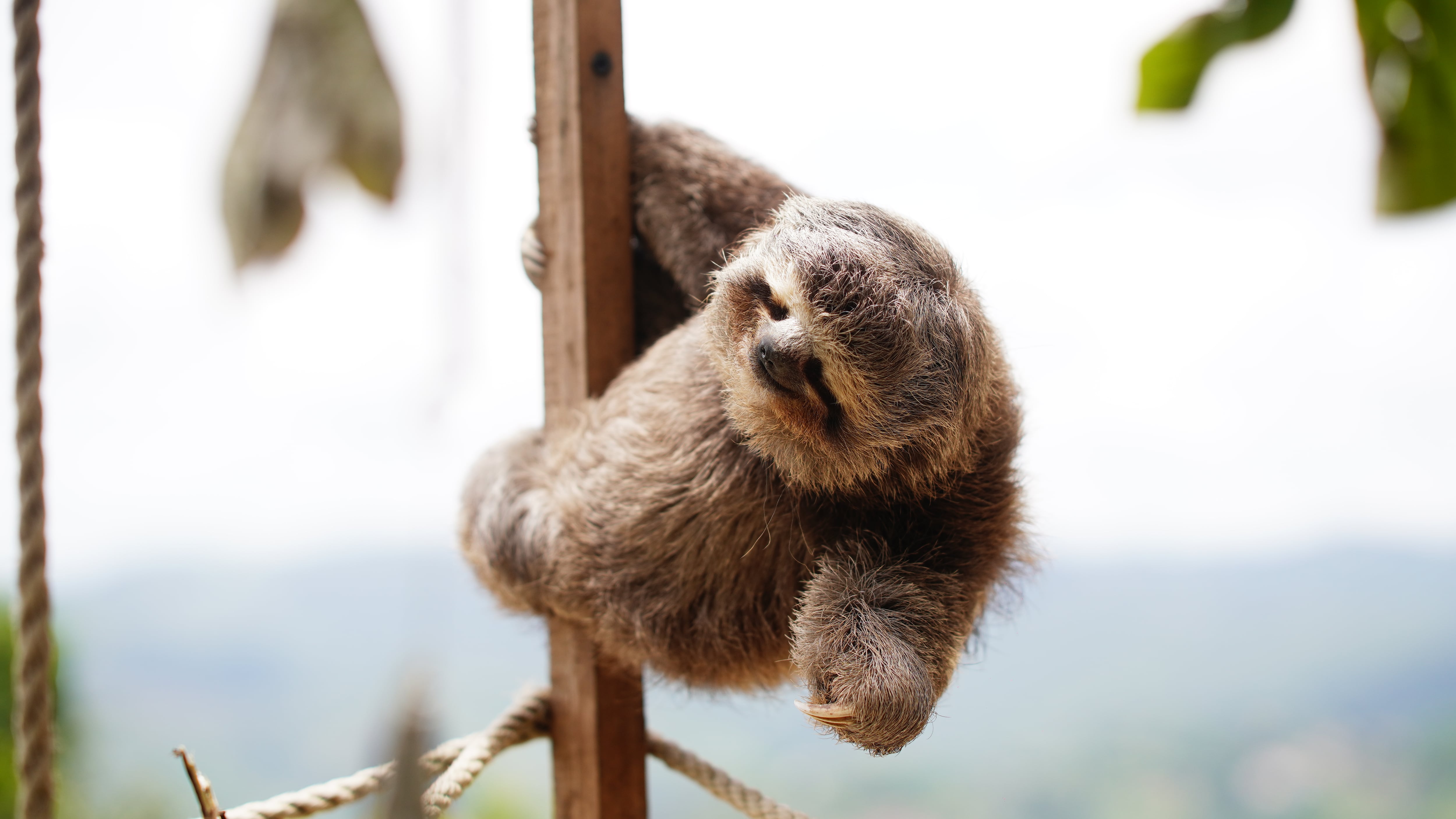 Fundación Chuwie: A sloth rescue center on the verge of shutting down in Venezuela