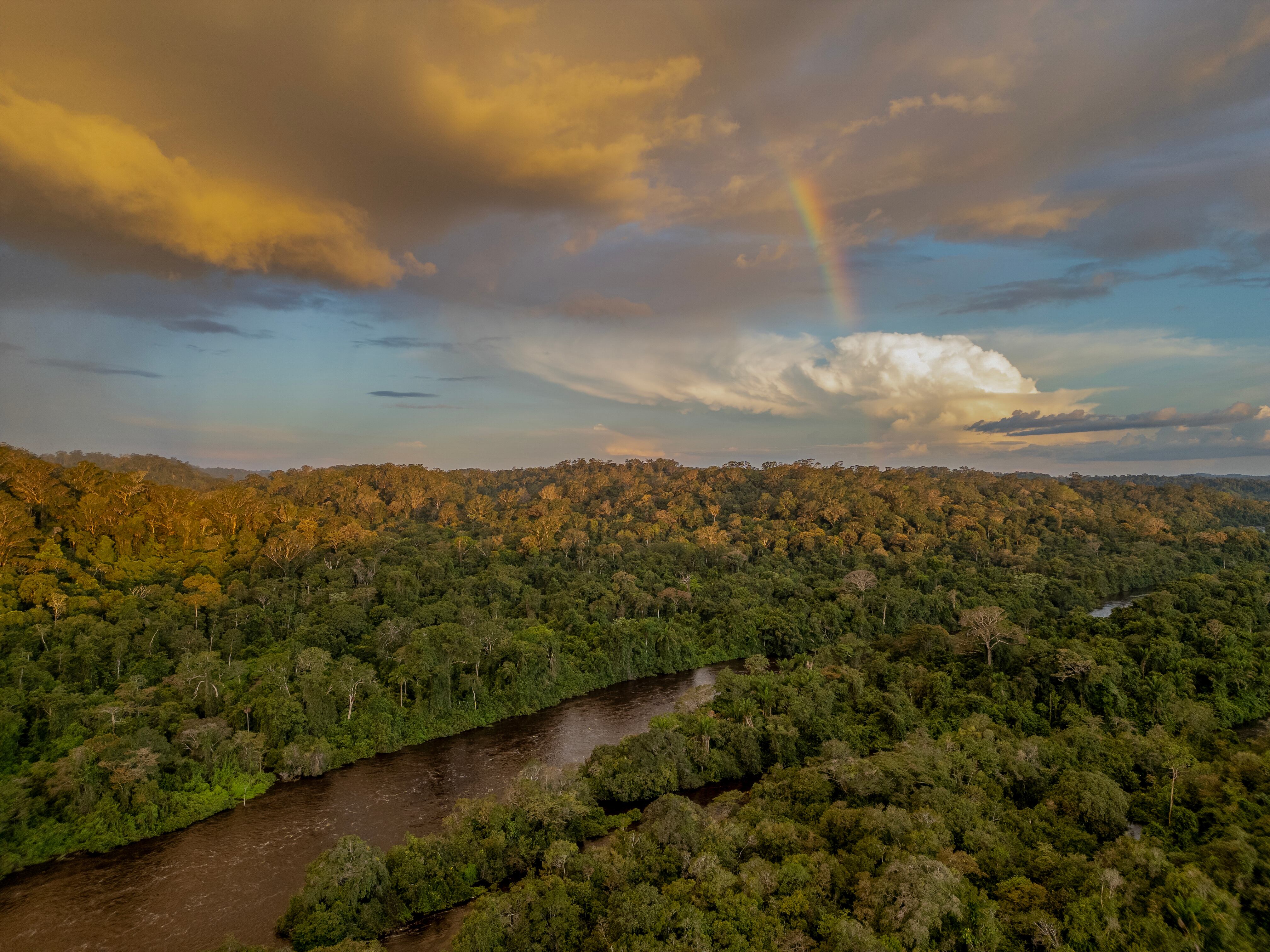 Aerial view of the Paru Rainforest Reserve in the Amazon, last May, in a photo released by the expedition.