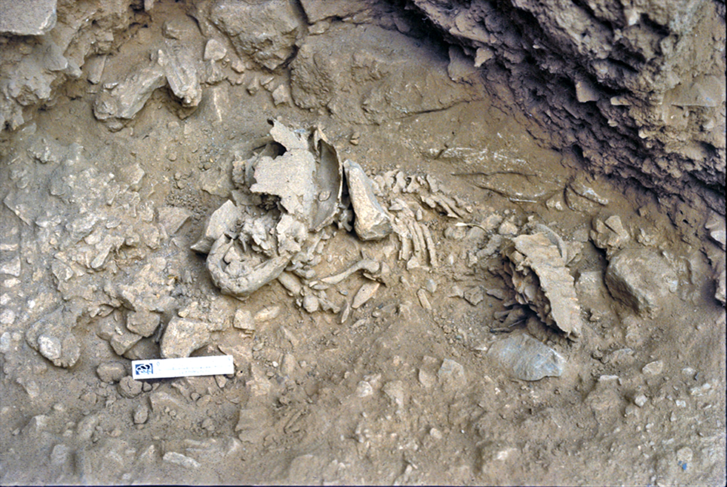 Amud 7, the Neanderthal baby who shows they developed faster than modern humans