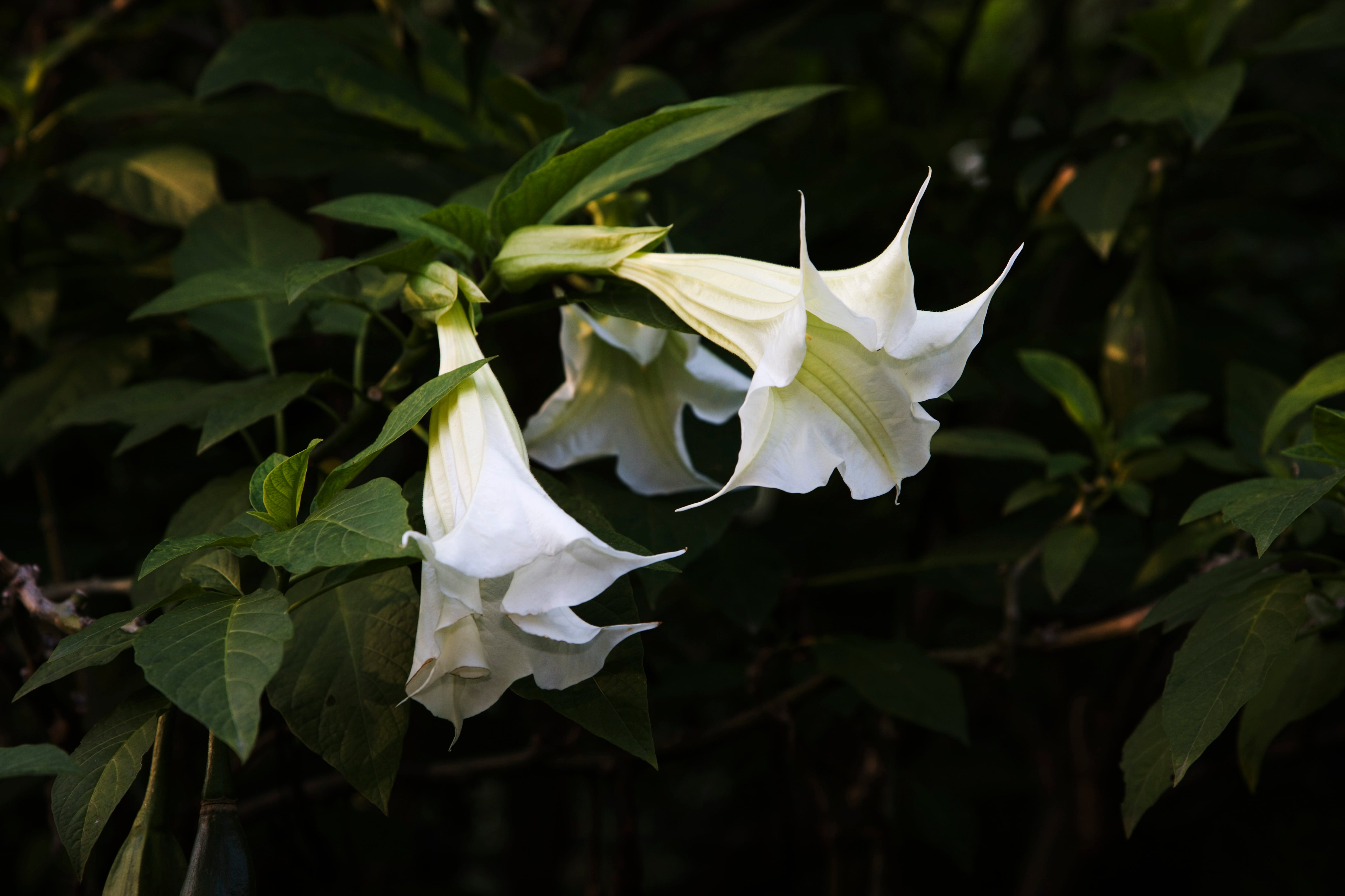 A brugmansia and its enormous hanging flowers exhale their perfume at night.