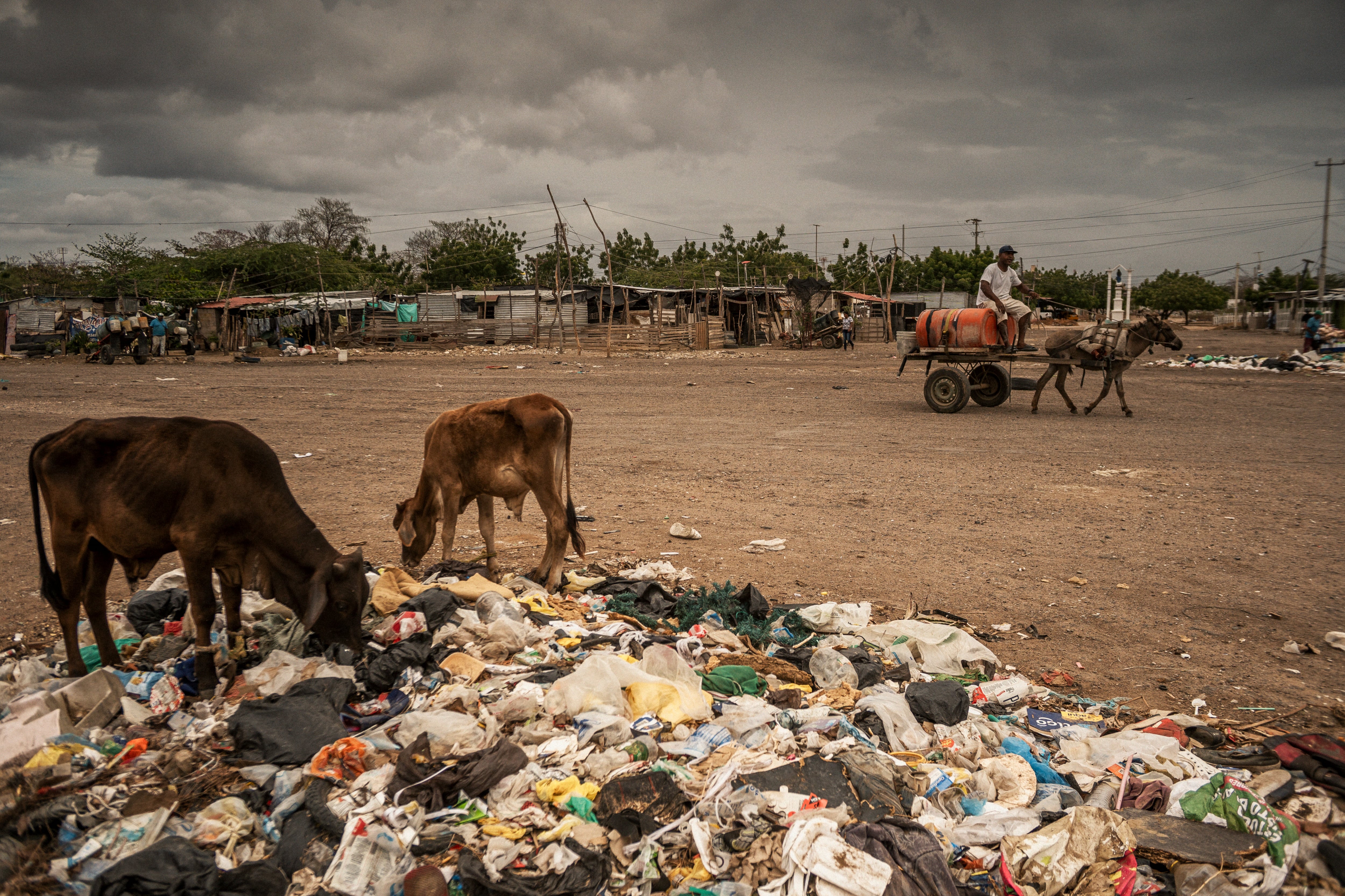 Cows search for food in the garbage in La Pista, La Guajira (Colombia), on April 24, 2025.