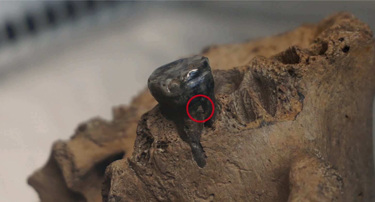 The red dot marks the location where mitochondrial DNA was recovered from the skull in Harbin, China.