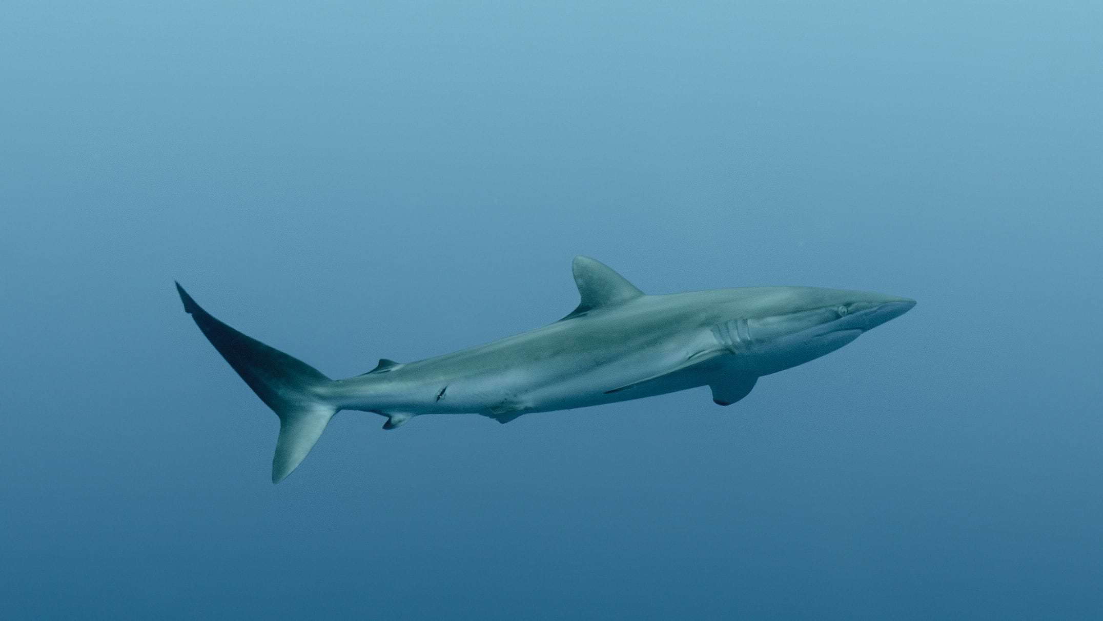 Molecular technology reveals that shark meat is being sold as corvina in Ecuador