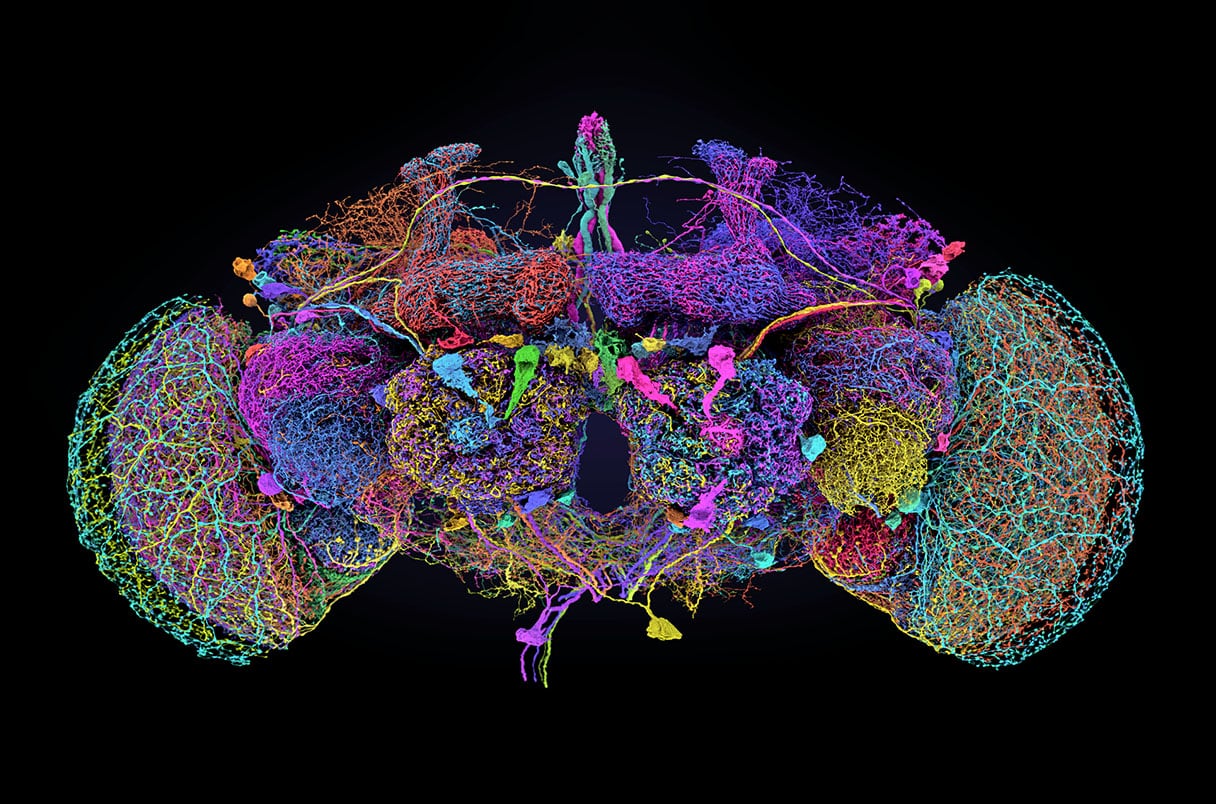 Map of a fruit fly's brain.