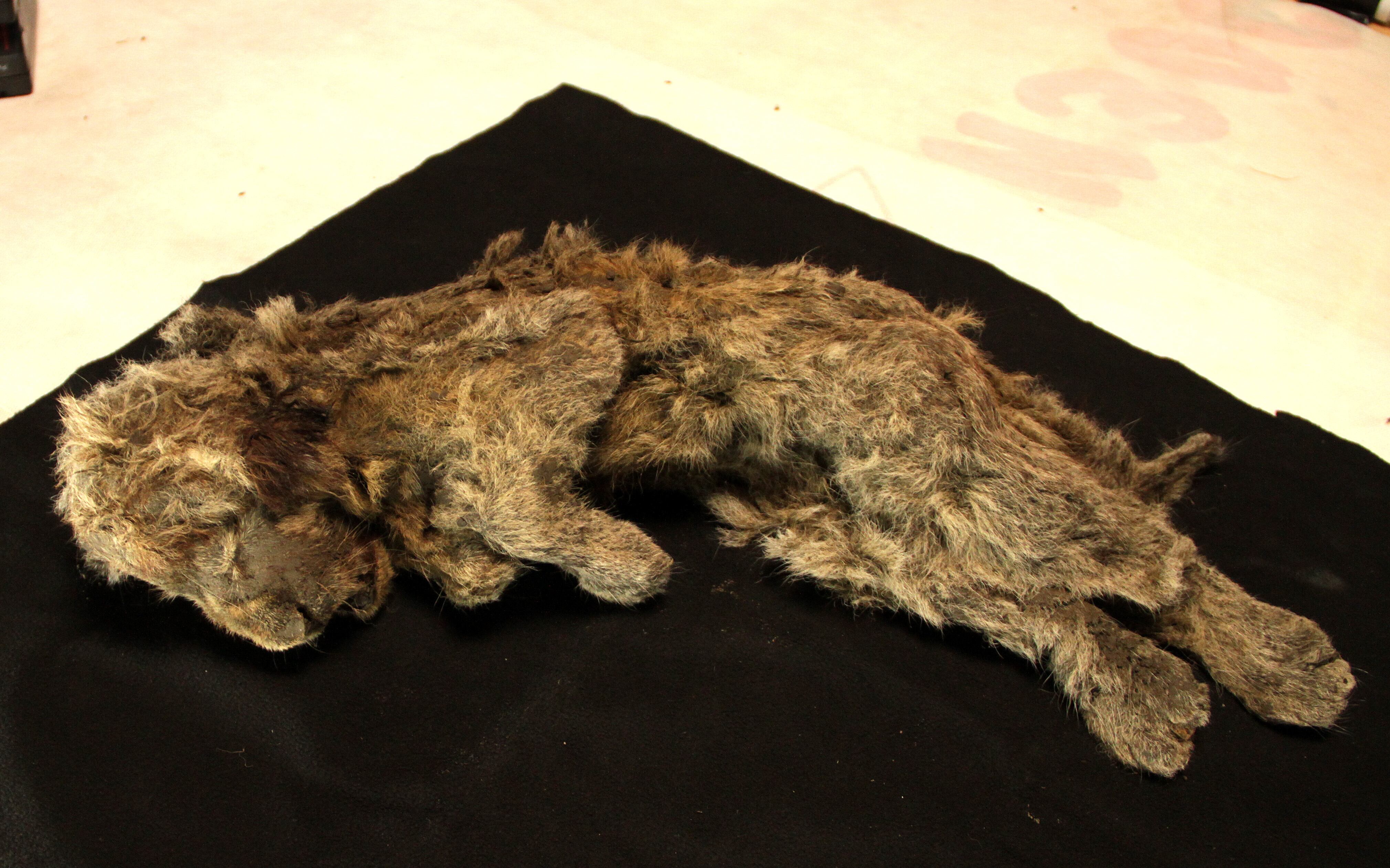 The cave lion wasn’t a lion: DNA reveals a species with nearly two million years of its own history