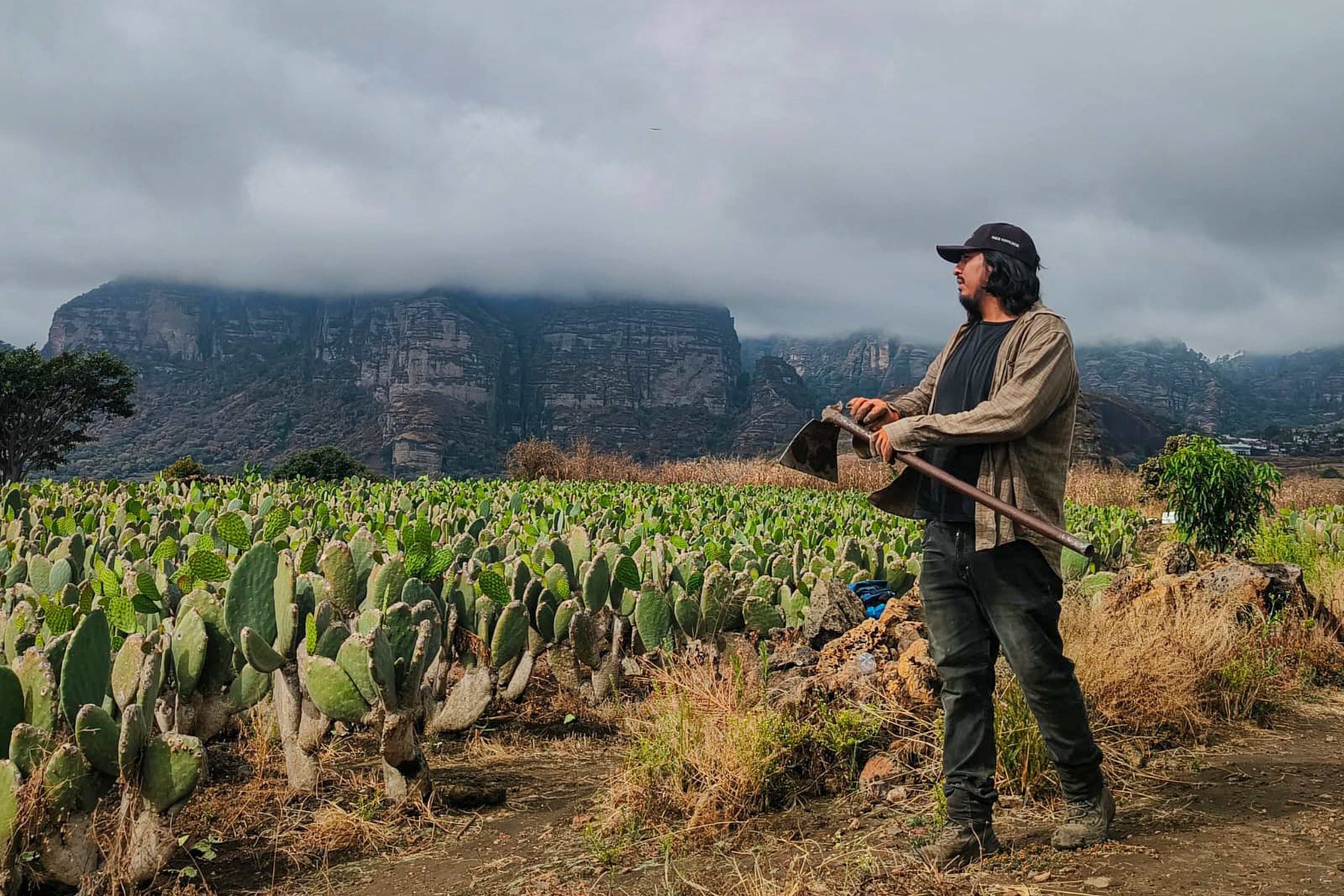 A World Cup ticket equals 200,000 nopales: a grower’s plea inspires support for Mexico