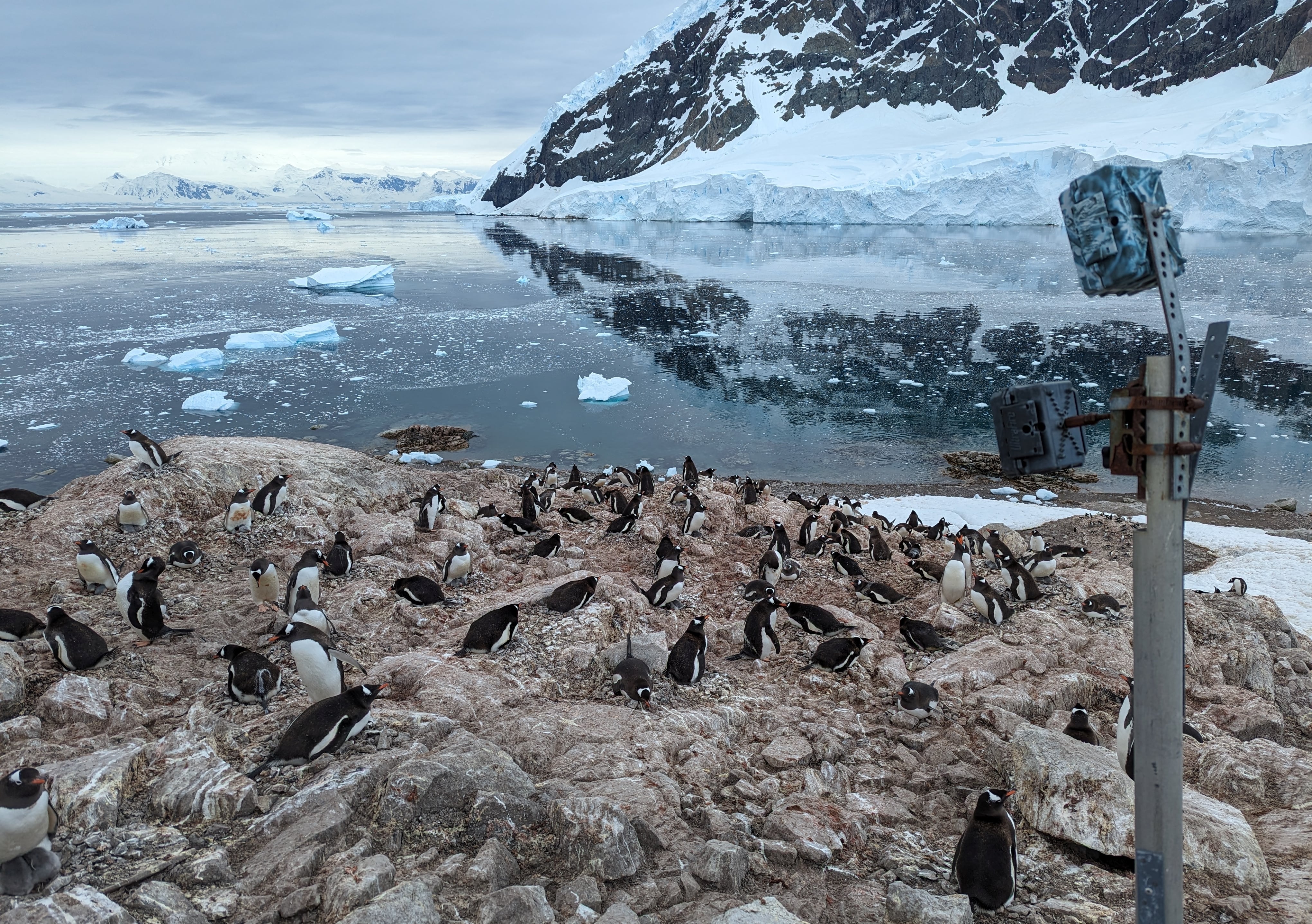 Penguins are bringing forward their breeding season due to warming temperatures