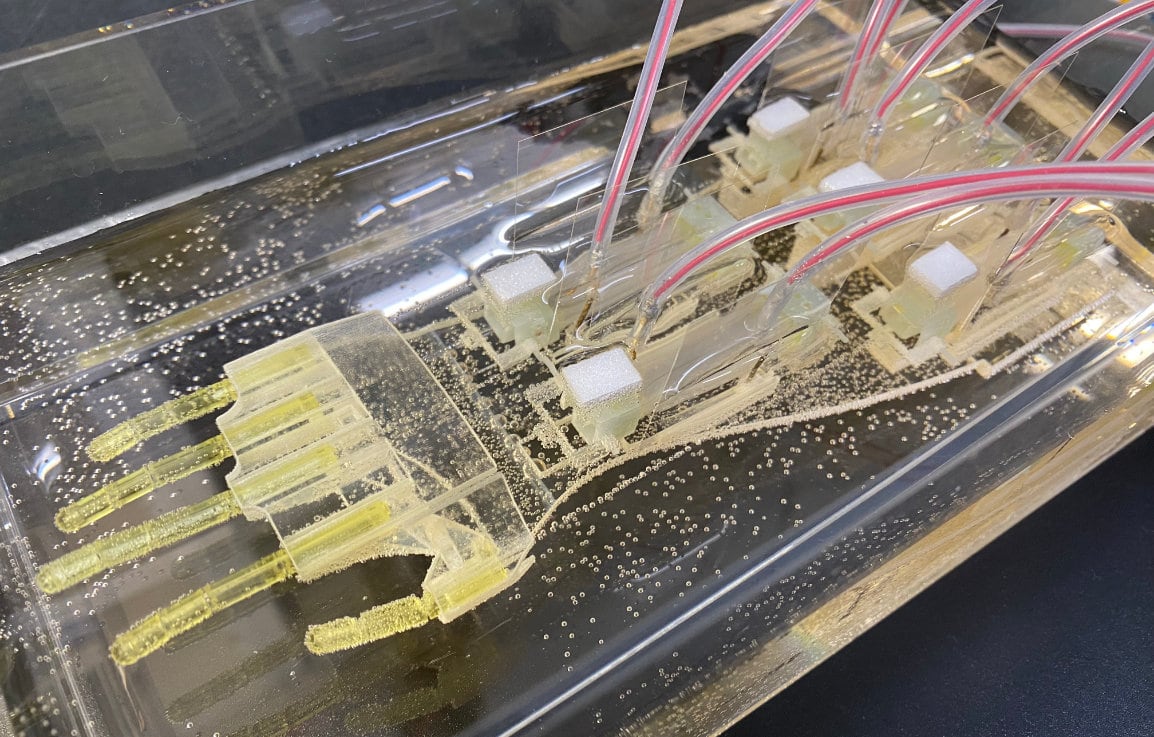 A robotic arm made from human tissue: Science advances toward living muscle prosthetics