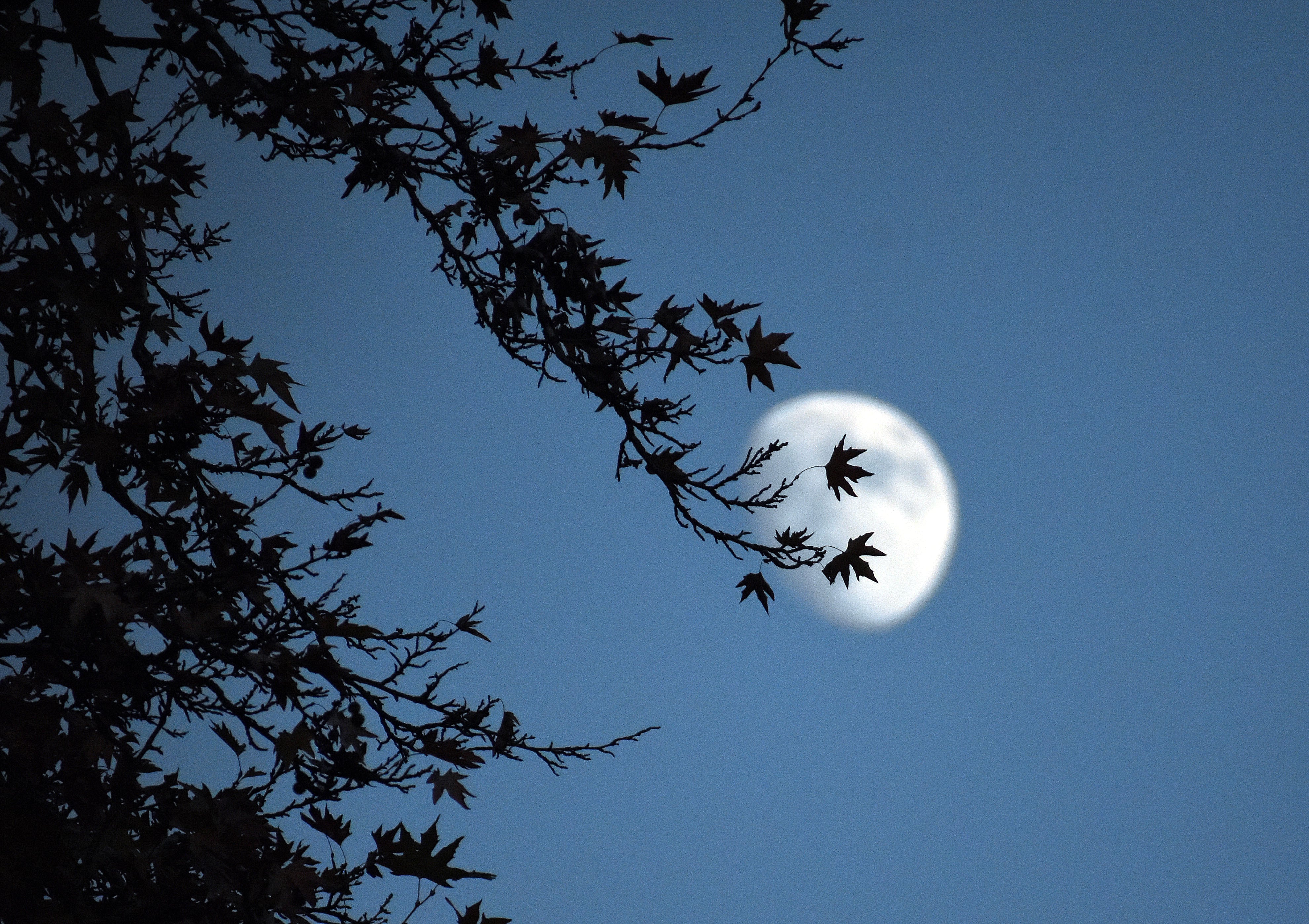 The silhouette of an oriental plane tree is traced against the twilight sky.