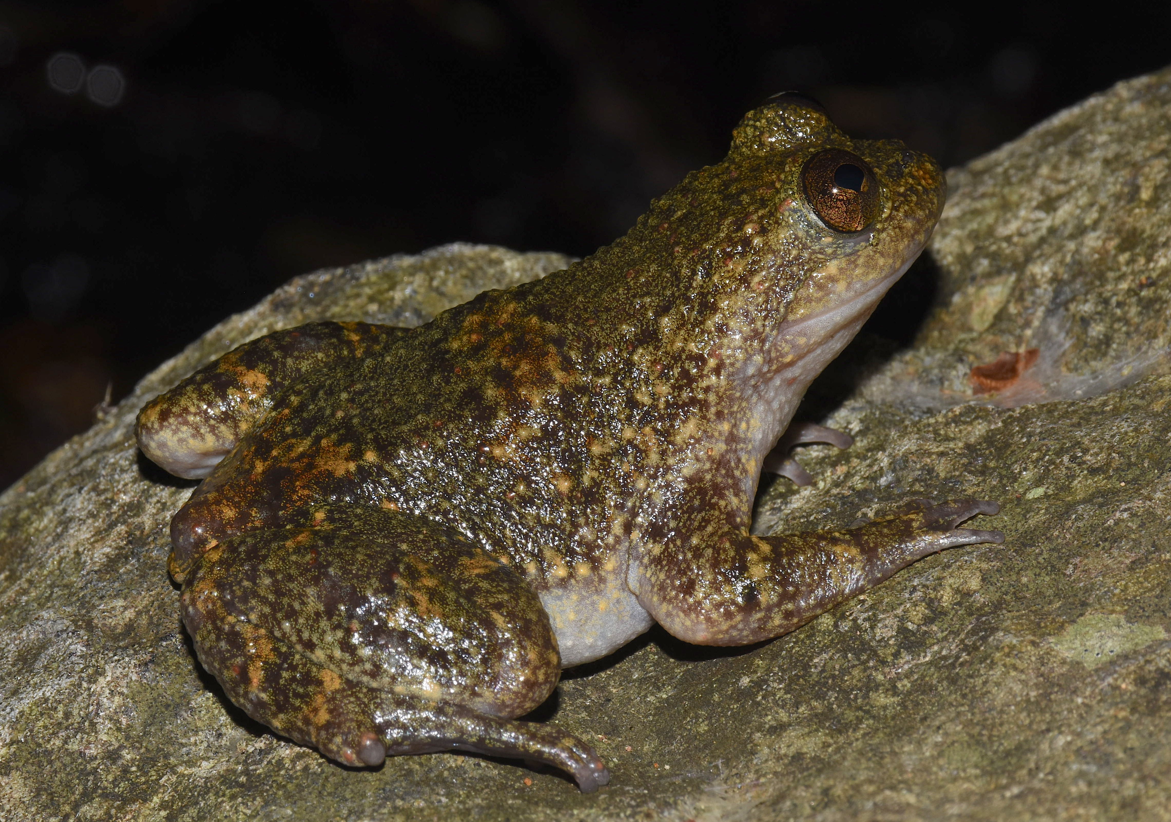 The Spanish woman who spent a year on a Philippine island and discovered another way frogs reproduce