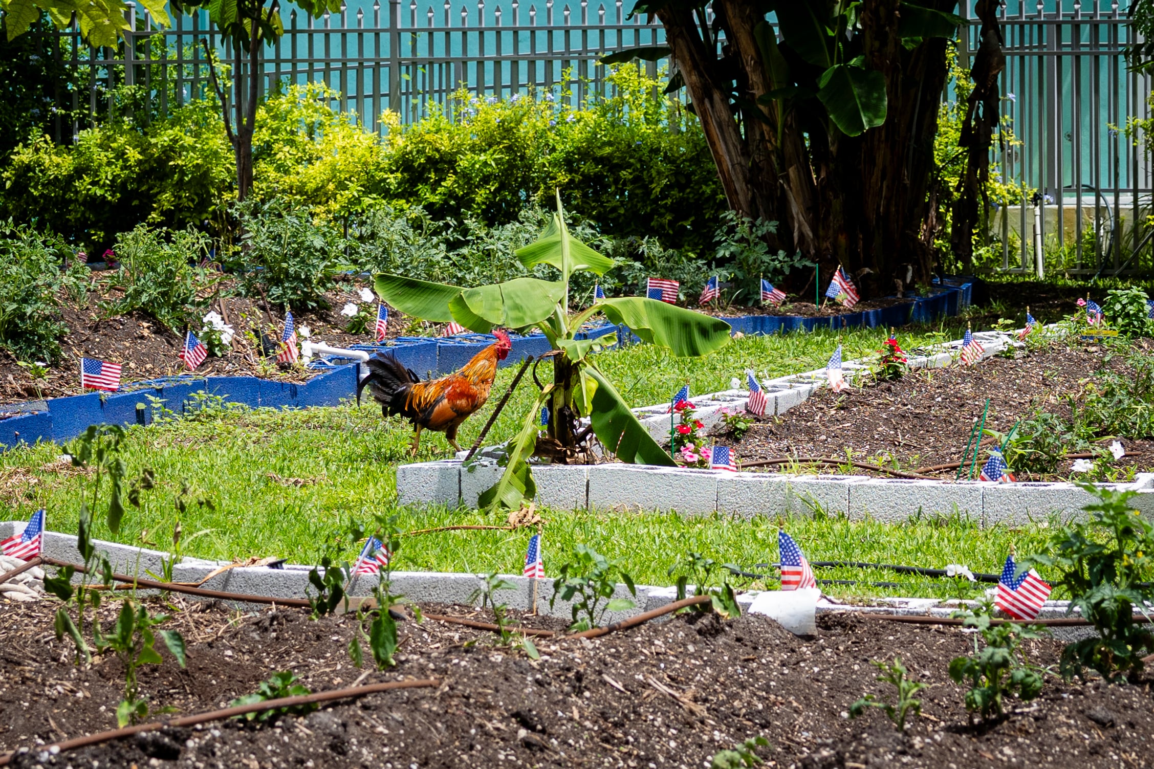 Crops at Dunn’s Overtown Farm.