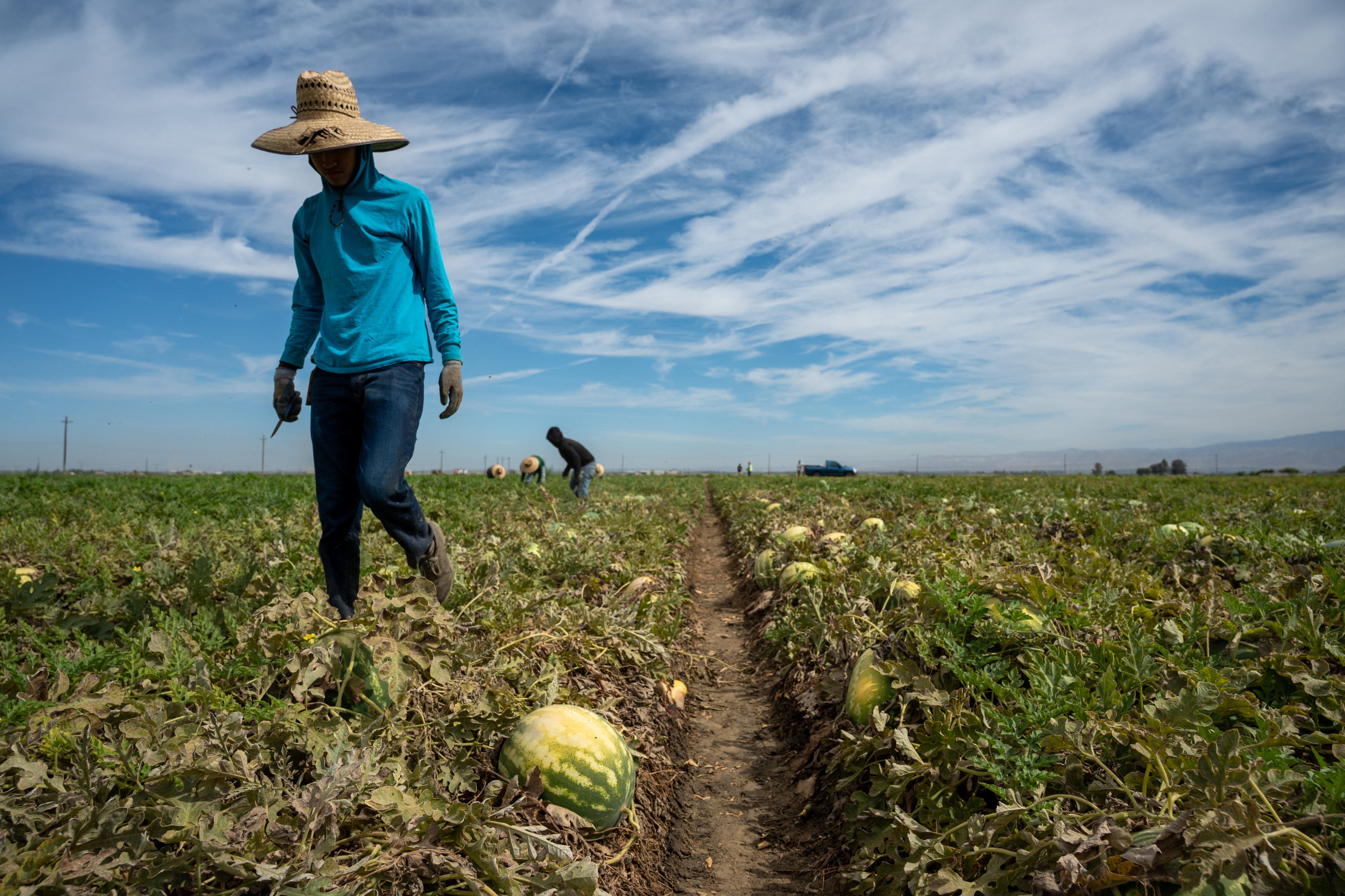 Workers of Hispanic descent harvest watermelons in a California farm field in April 2025.
