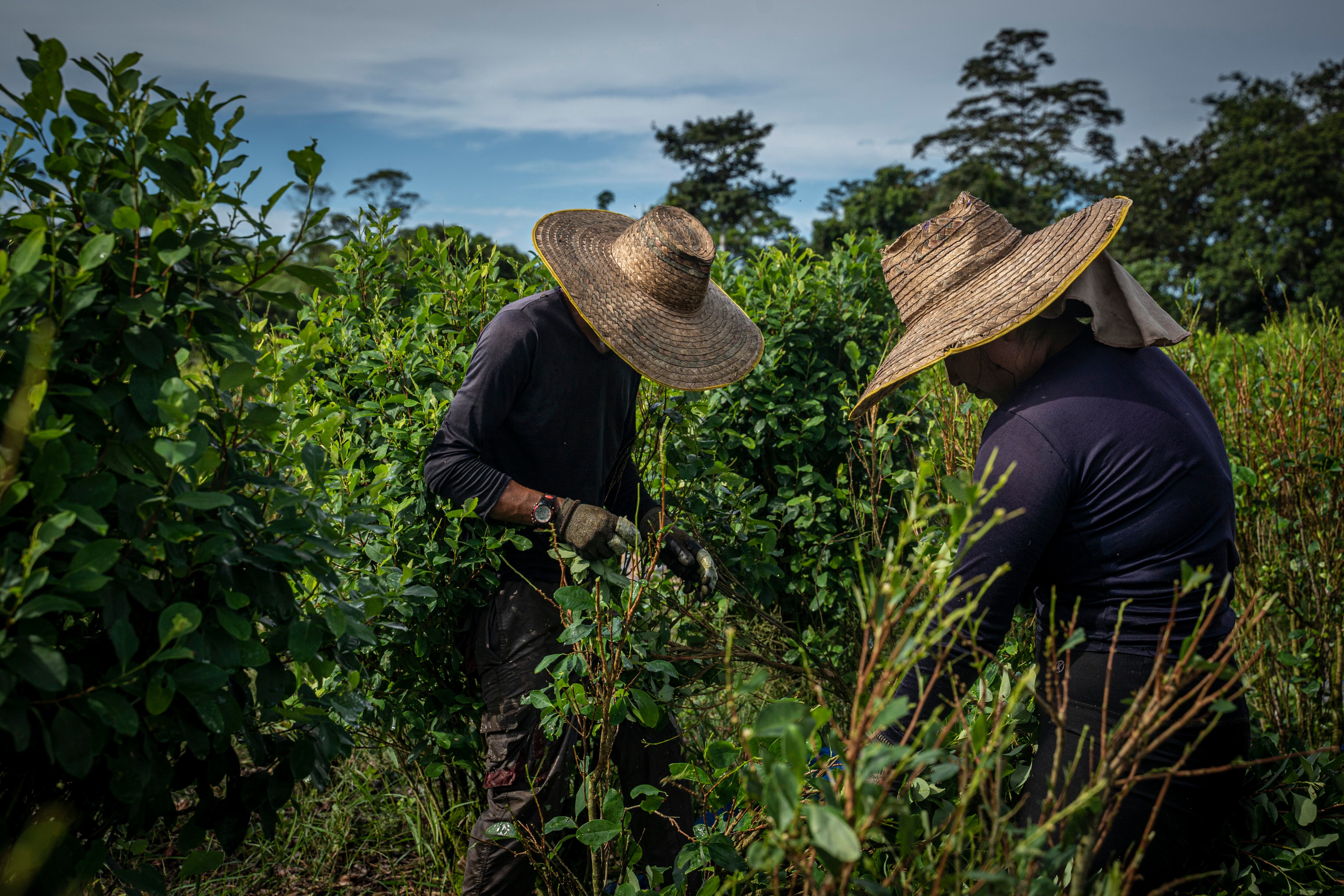 Coca farmers work in Llorente, Colombia, in 2023.