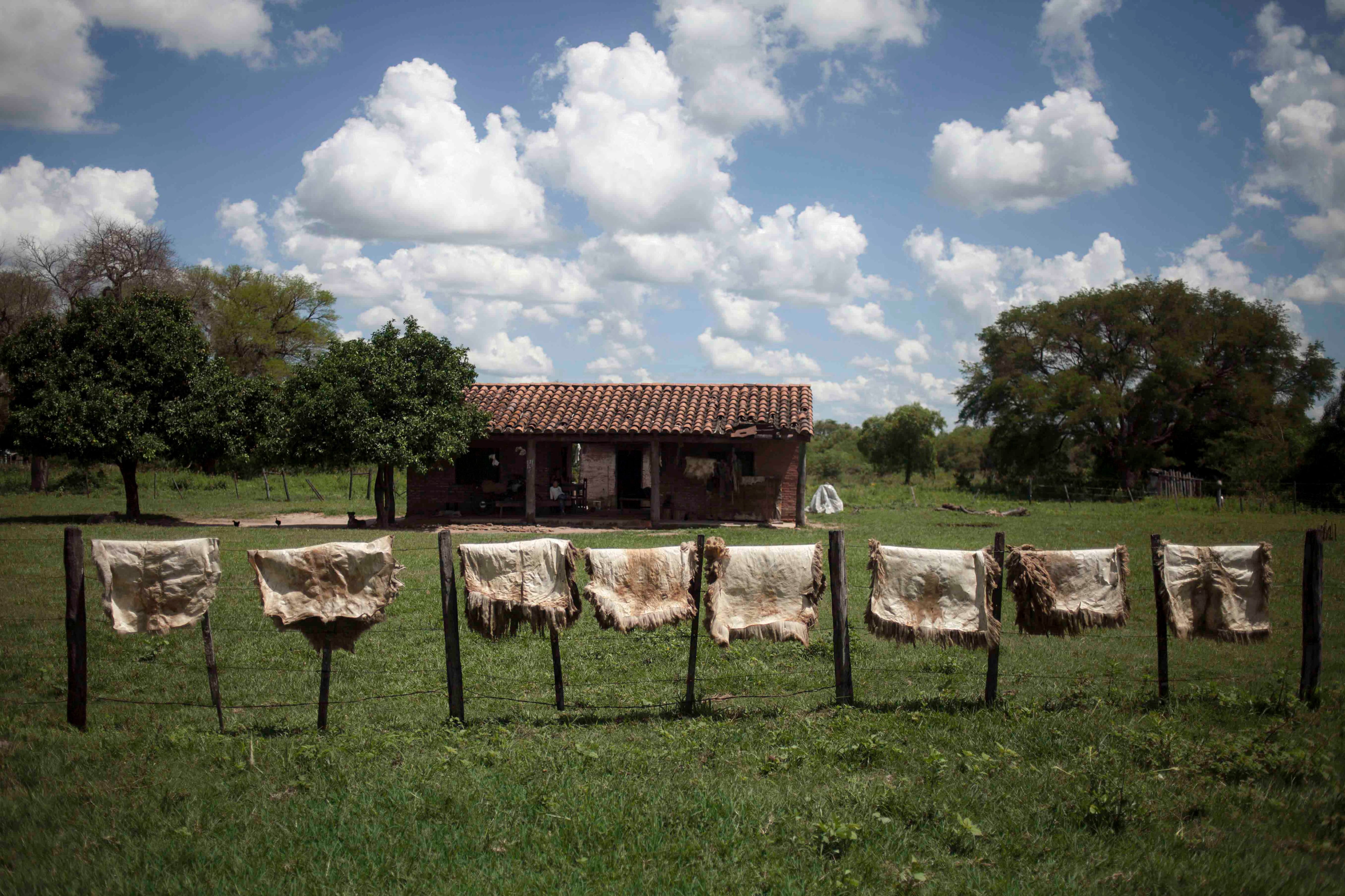 Animal hides produced in Santa Elisa (Paraguay).