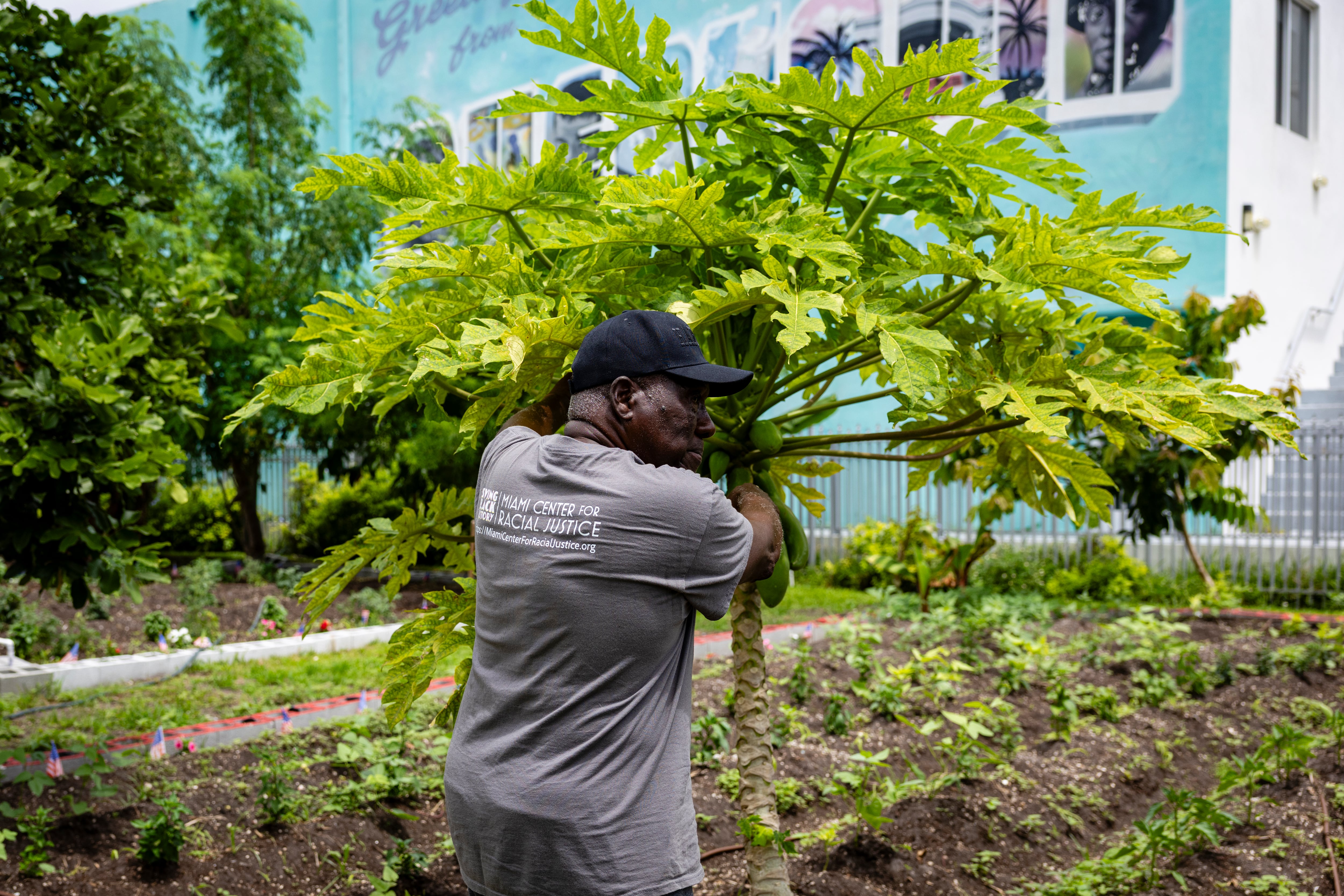 Marvin Dunn inspects crops at Dunn’s Overtown Farm on May 27.
